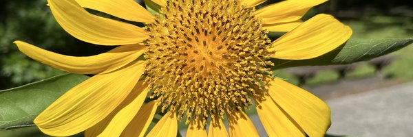 MercedesSmith47 Profile Banner