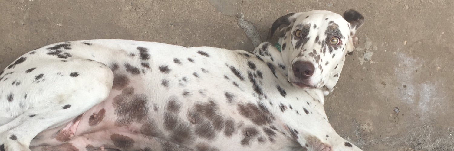 castrosabrina's profile banner image