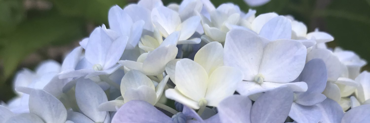 rice240Q's profile banner image