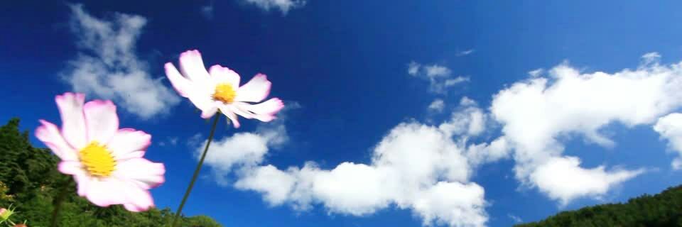 camilofer banner