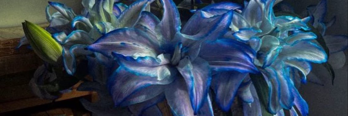 estrelladanova's profile banner image