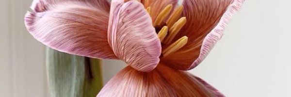 roseuenne Profile Banner