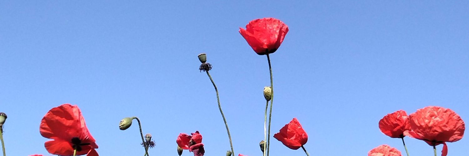 Rosa_olob's profile banner image