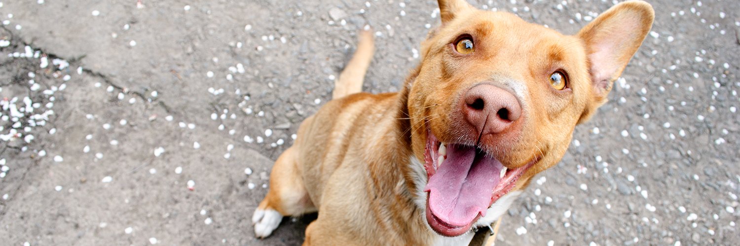 Texas A&M Veterinary Hospital banner