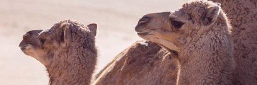 bonahyan79's profile banner image