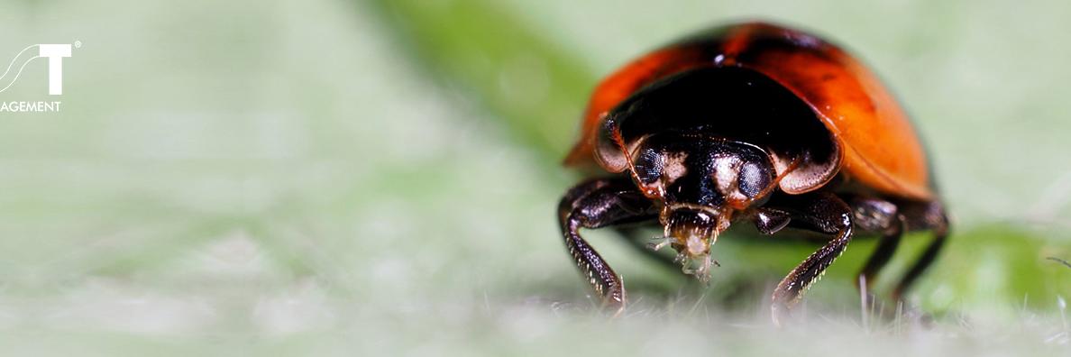 Biobest North America banner