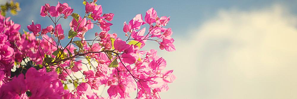 edith_maite's profile banner image