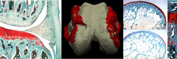 BajpayeeLab Profile Banner