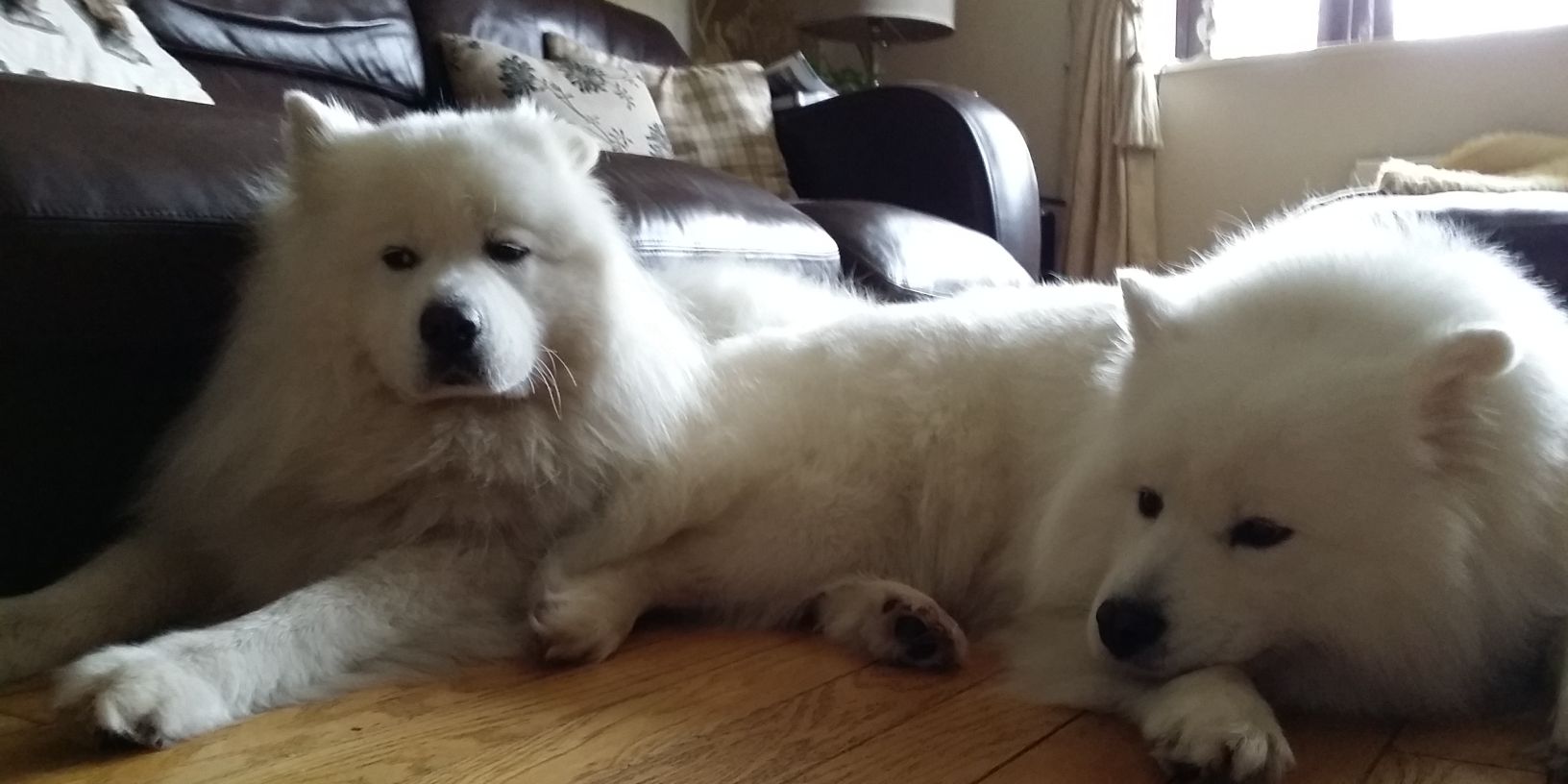 Luke Fitchett banner