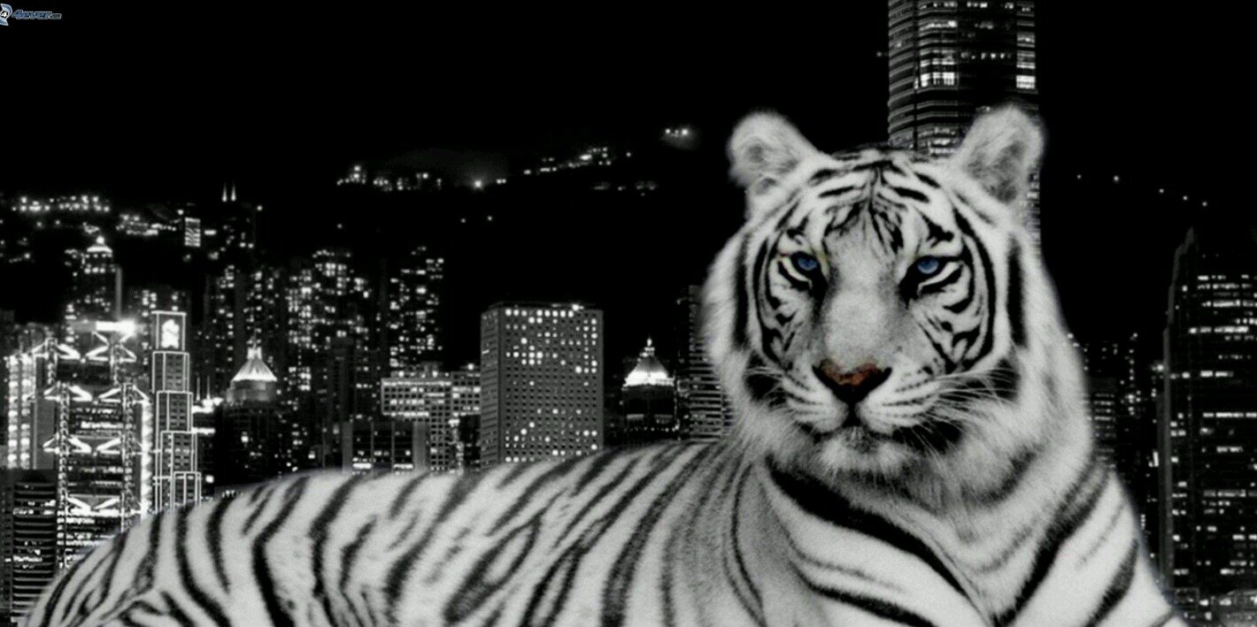 EdnaL21's profile banner image