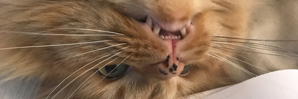 NicoleRoussey's profile banner image