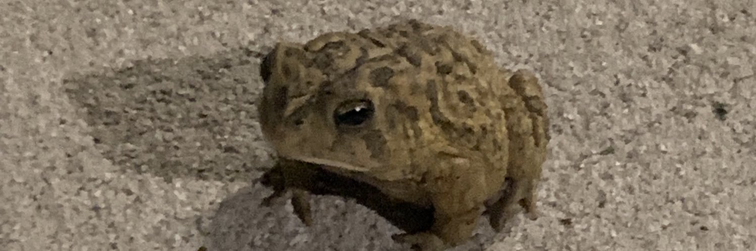 Boulf 🐸 🇺🇸 banner