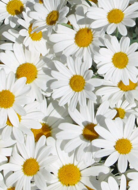 irmadwiL's profile banner image