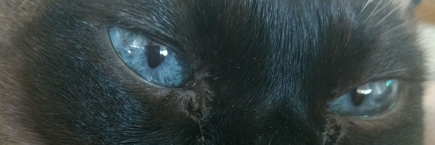 sandra paley🎈❤️ 🐾😻 banner