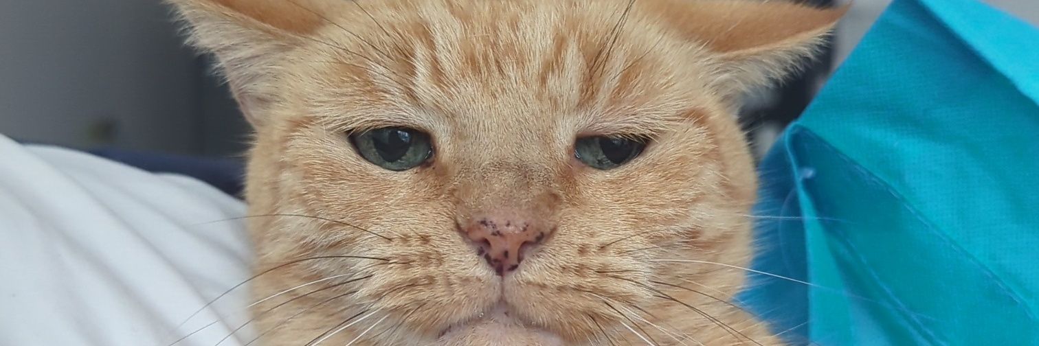 Meow.Letsbonk banner
