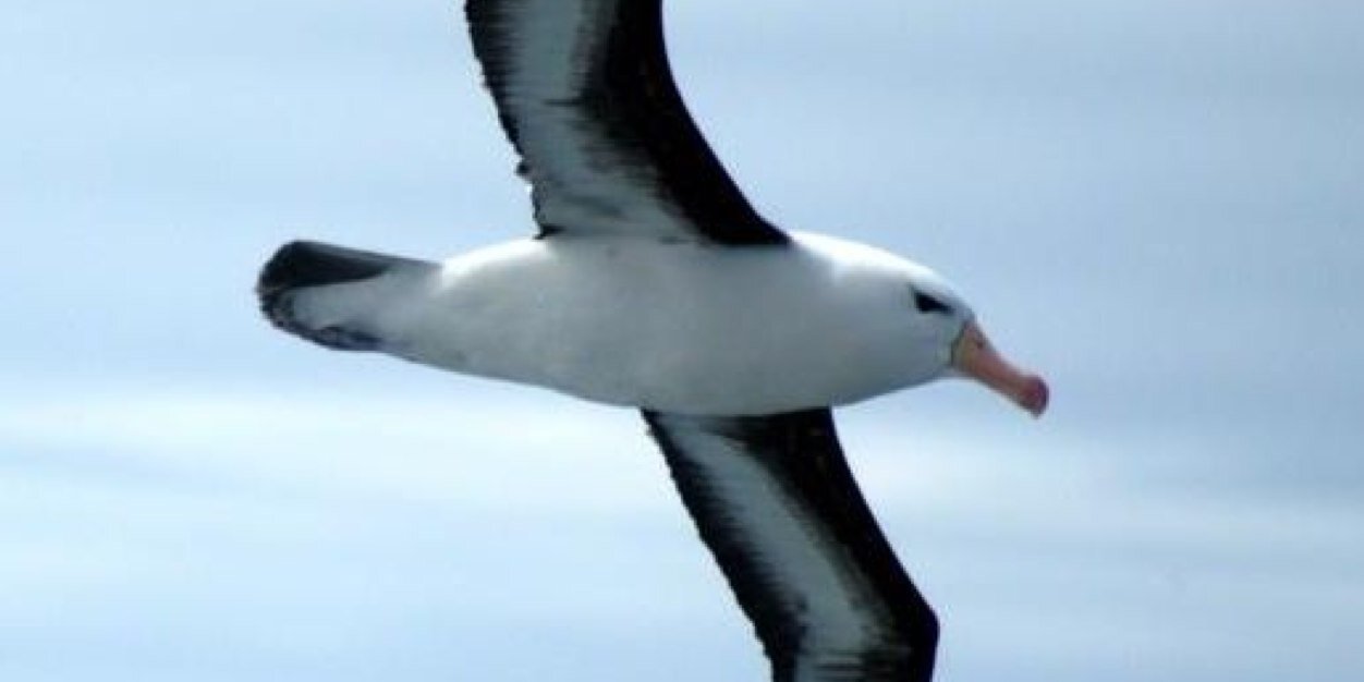 albatrosyp's profile banner image