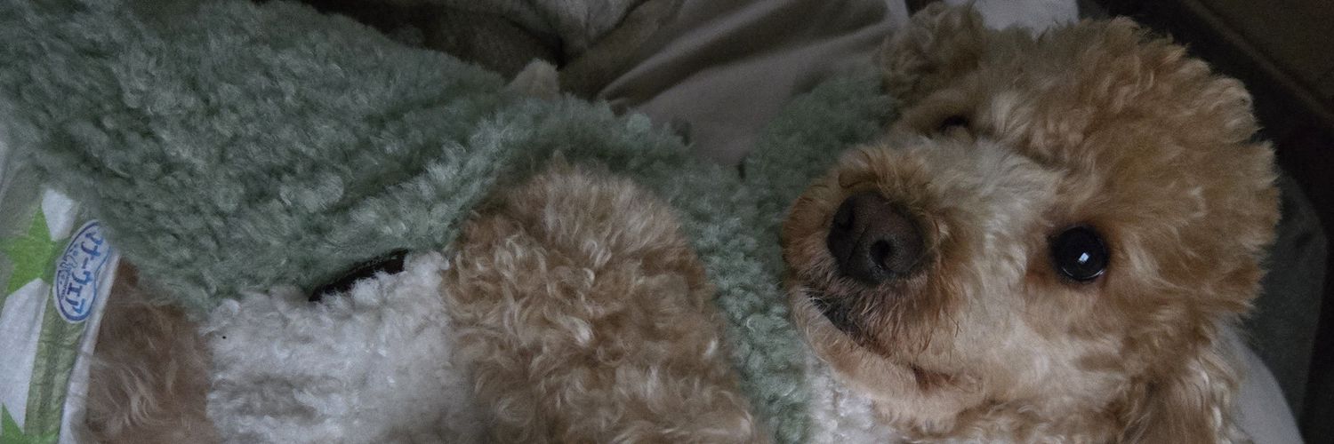 まぴ🐶🍛 banner