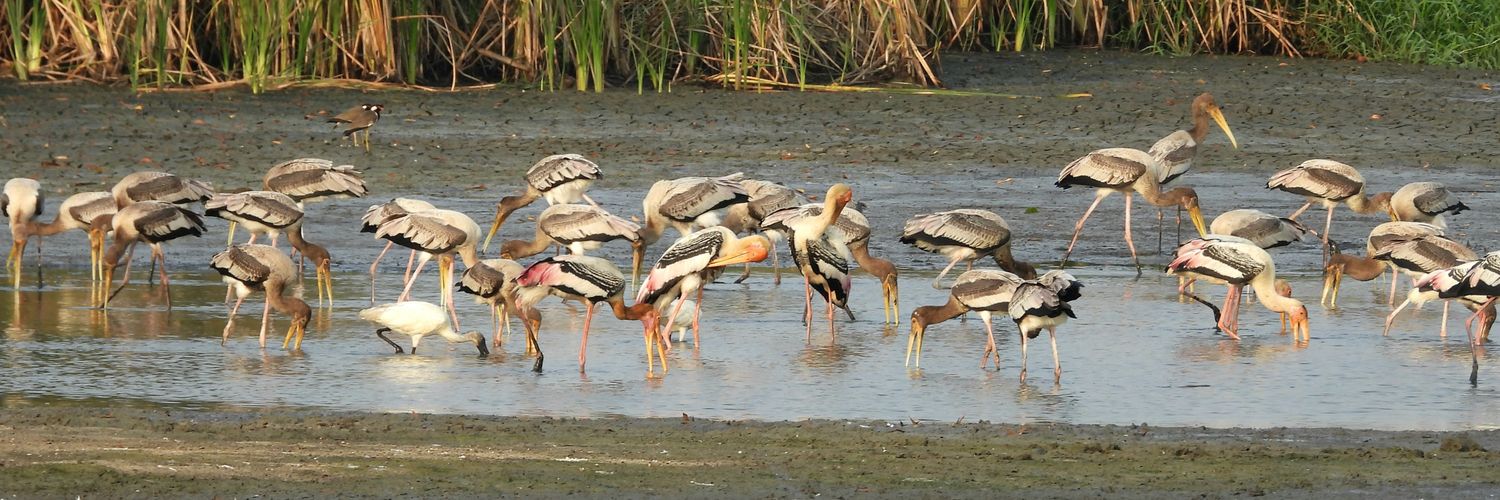 Subhendu Mahapatra banner