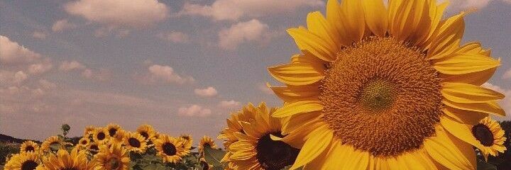 VaschettoFlor's profile banner image