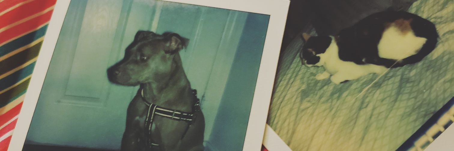 oliveeugh's profile banner image