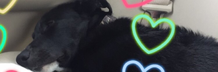 johnston_callie's profile banner image