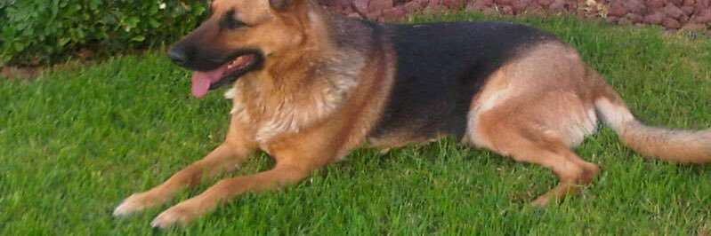 Eduardo Torres 🇲🇽 banner