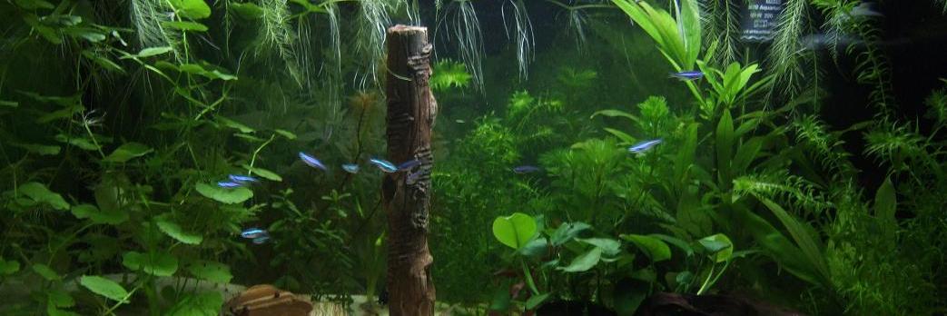 Susan Fish 🇺🇦 🦩🍀📯 banner