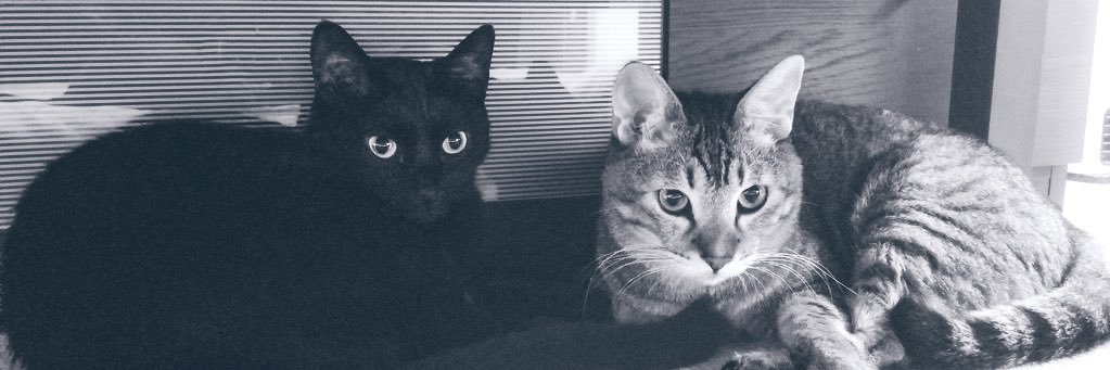 Bugs_m's profile banner image