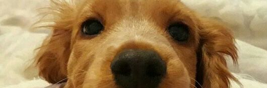 PriVillarruel's profile banner image