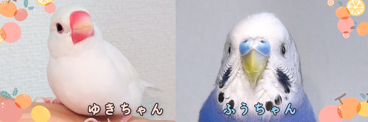 だいぽん ( 文鳥とセキセイインコとオカメインコの飼い主さん ) うちの白文鳥 banner