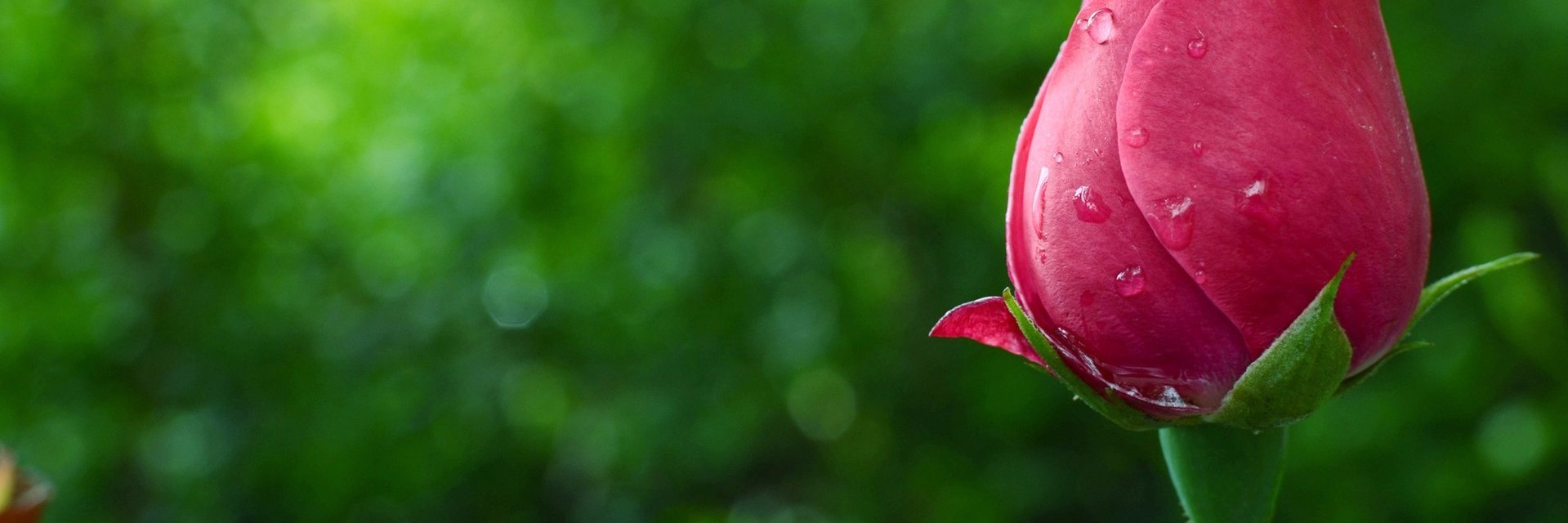 catadesti's profile banner image