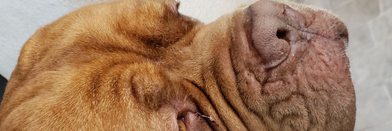 mattiapedraza's profile banner image