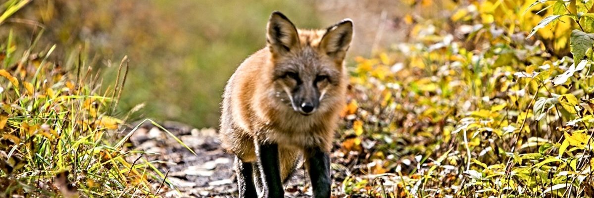 Reality Check India banner