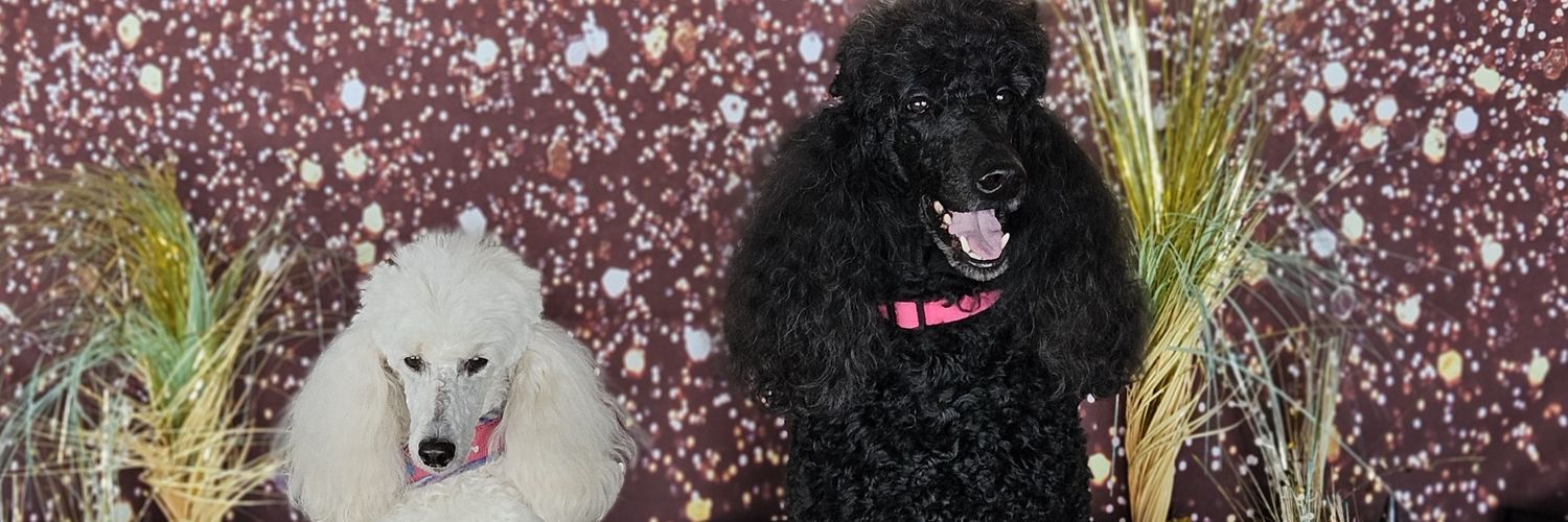 Norine Noonan🇺🇲🇺🇦🦅🌴 banner