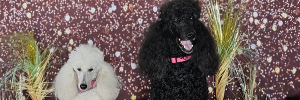 ProfessorCanine Profile Banner