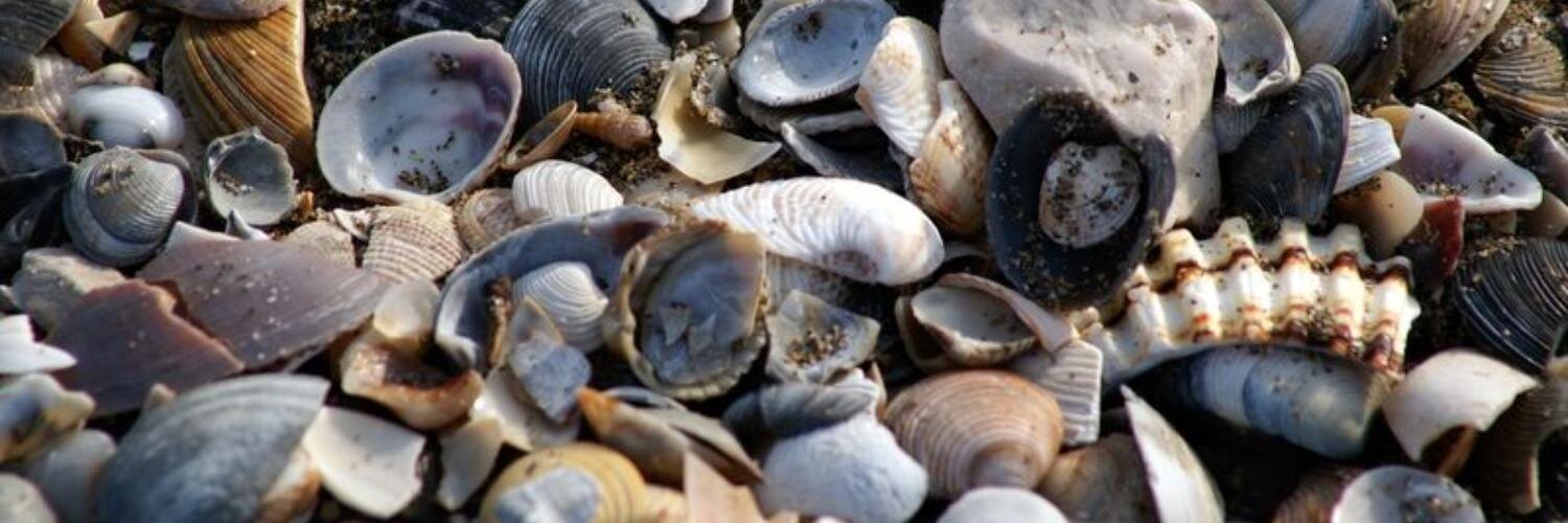 LexMonetae 🇮🇹 banner