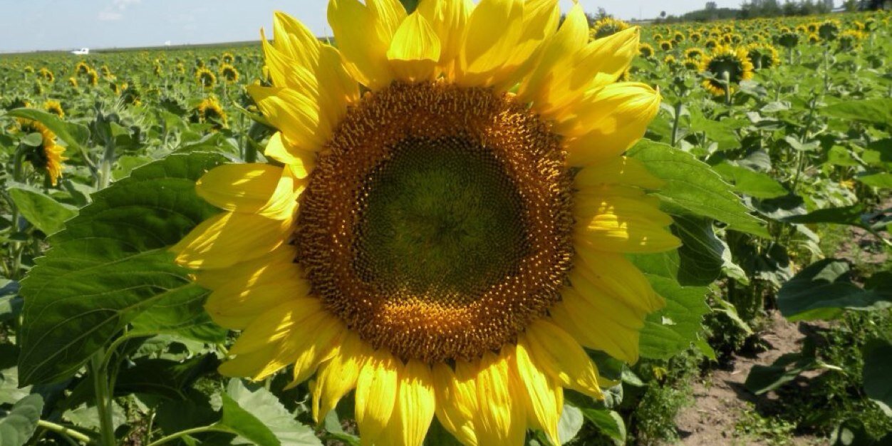 StephBirkeland's profile banner image