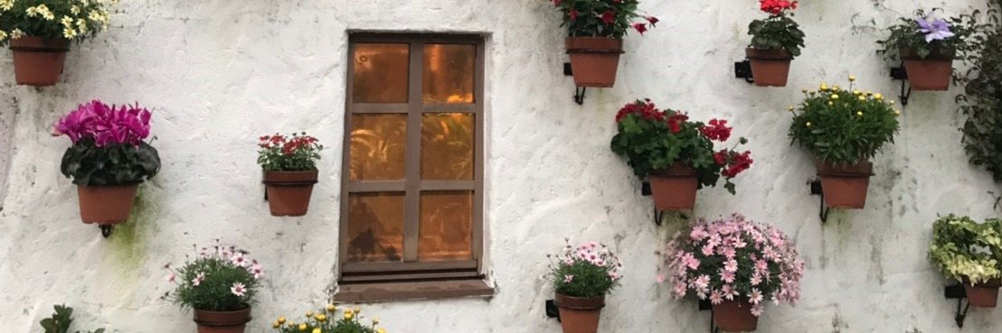 遊🐷→🐩✨ banner