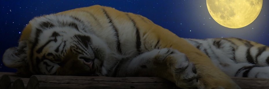 XrpTiger's profile banner image