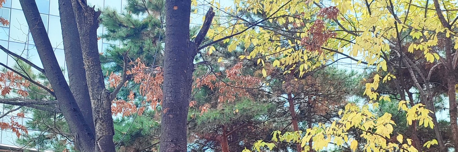 ☼🇵🇸*˚⁺‧͙ ⭐⭐ banner