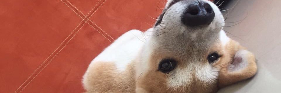 CelesteCheles's profile banner image