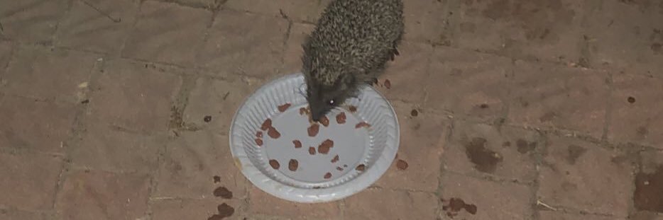 sleepian #GülistanDokuNerede banner