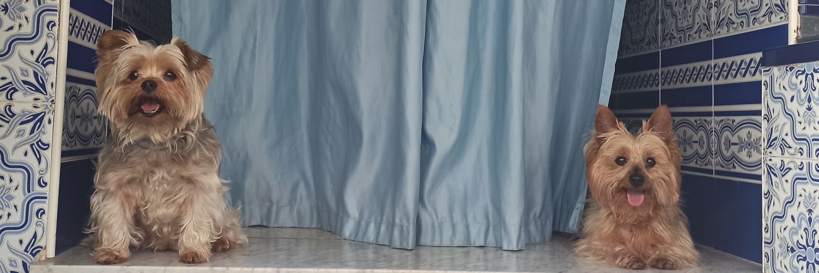 🦋Rox Cookies 📚 🎮 🦋 banner