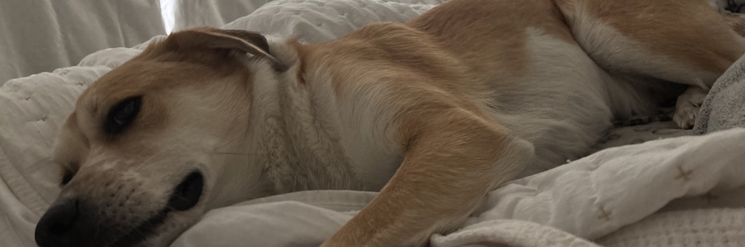 WinnieTheBish33's profile banner image