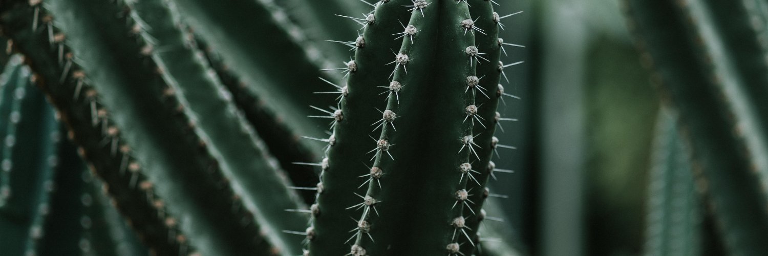 mollyjoon's profile banner image