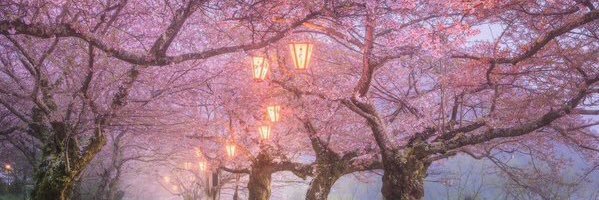 thoyy_za's profile banner image