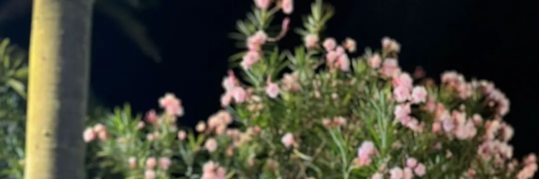 beba💘 banner