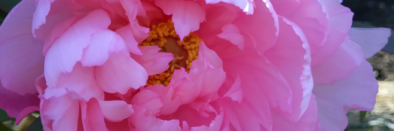 isozakiai's profile banner image