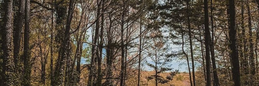 taif_299's profile banner image
