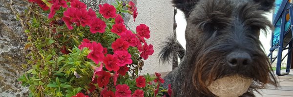 JohnnyBoente1 Profile Banner